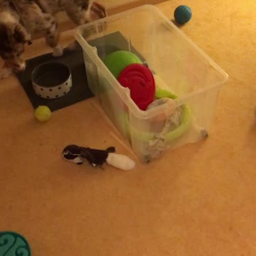 Cute puppy tries to reach his toys