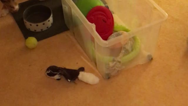 Cute puppy tries to reach his toys