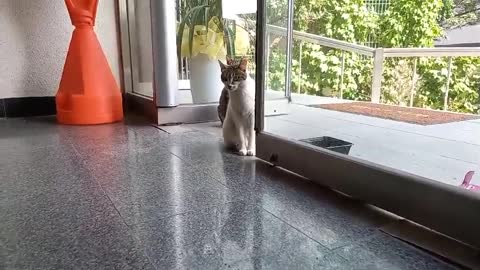 Two baby cats waiting for food.