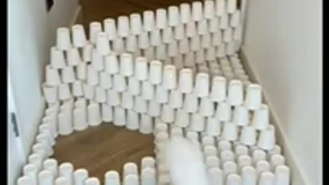 Pet cat Training Successful#shortvideo