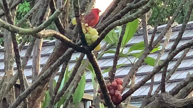 More Saturday Morning Birds in the Back Yard