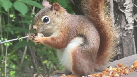 Red-Tailed squirrel closeup