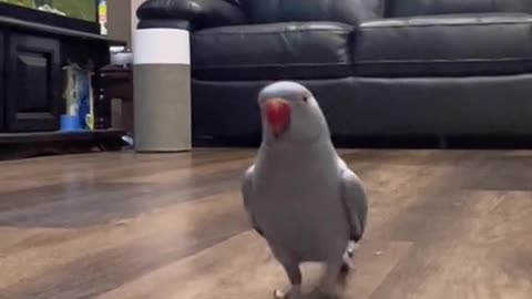 Tippy Taps