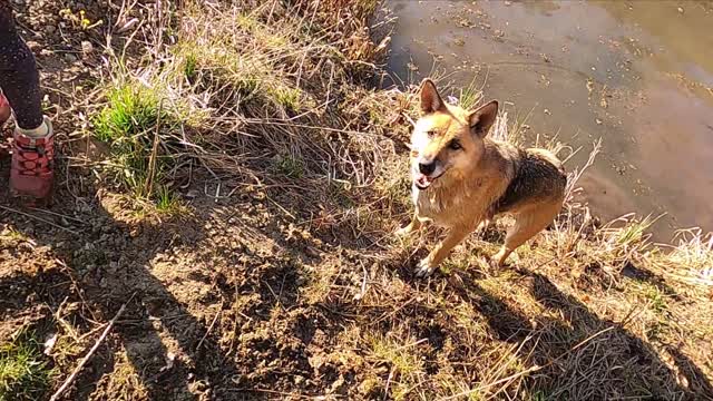 German Sheperd jumps in a river