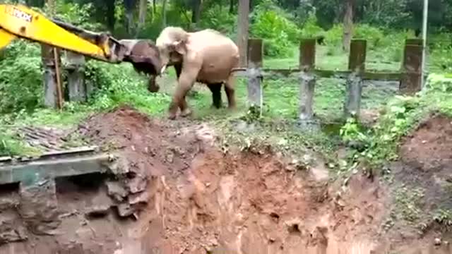 Elephant rescued by villagers-2021 #Manusaiyed