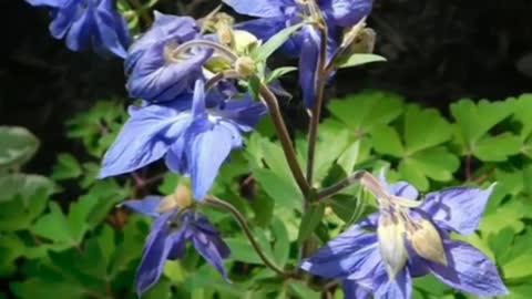 Relaxing Music | Sleeping, Meditation, Stress Relief | [1461] ⭐️