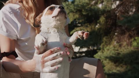 Little mixed race dog getting showered by his owner in the backyard.