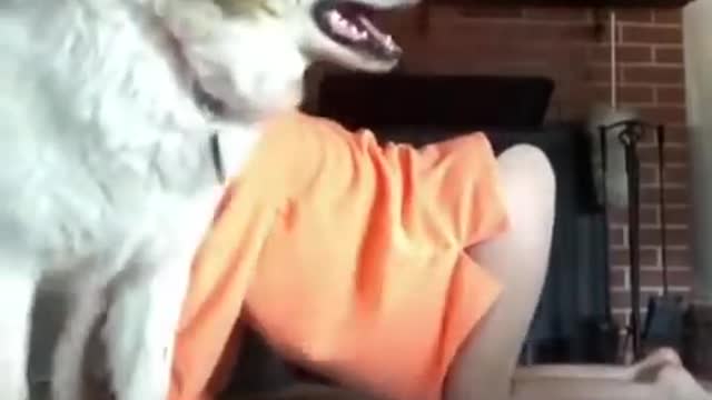 Cute dog