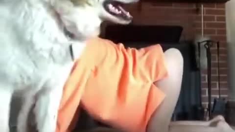 Cute dog