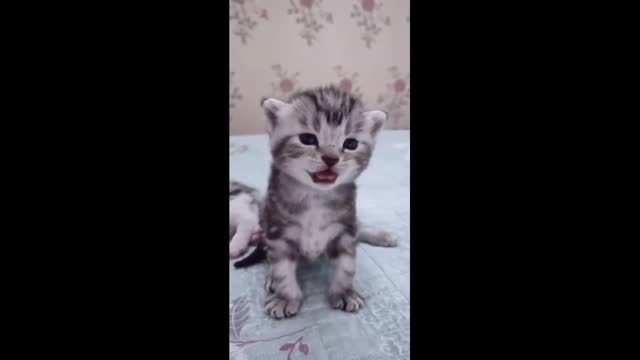 Cute Cat Meowing So Nice 😸