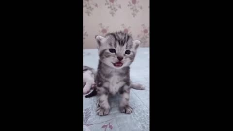 Cute Cat Meowing So Nice 😸