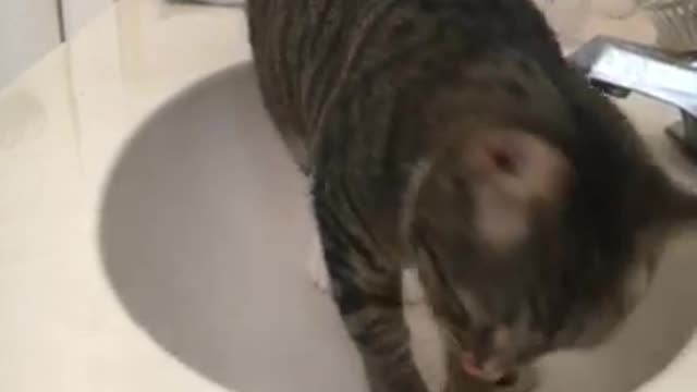 Gray cat trying to open bathroom door while on sink