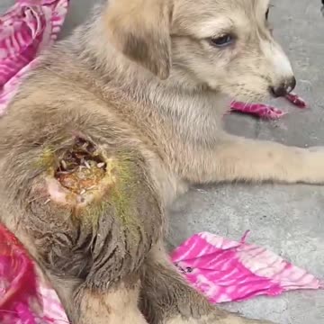 #shorts Dog 😭 sad video _