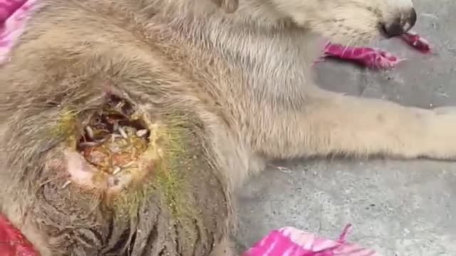 #shorts Dog 😭 sad video _