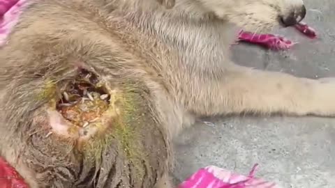 #shorts Dog 😭 sad video _