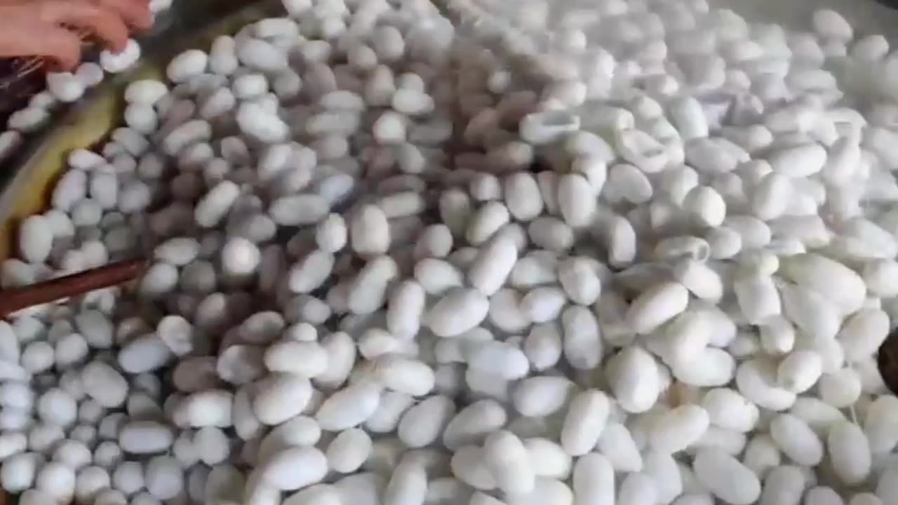 Silk procec.🐛🐛🐛🧵🧵