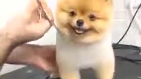paque te rias