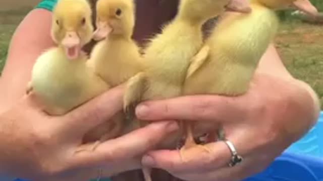 Summer fun with my friends 🦆