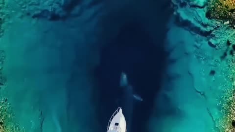 Never_Heard_$uch_@_Sound-Marvellous_Sound_By_Blue_Whale #Incredible #Viral_Shorts