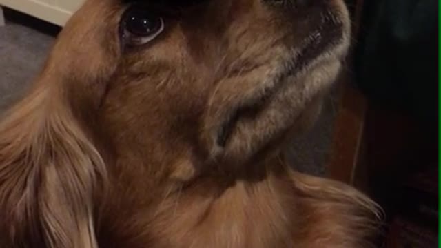 Dog Balances Blocks on his nose