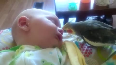 Cockatiel sings and gives kiss to the baby while sleeping