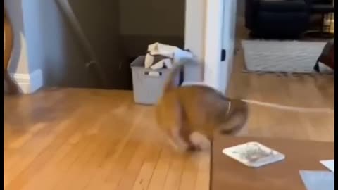 Silly cats