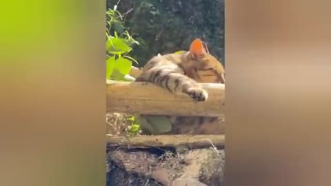 20 minutes of adorable cats and kittens videos to keep you smiling