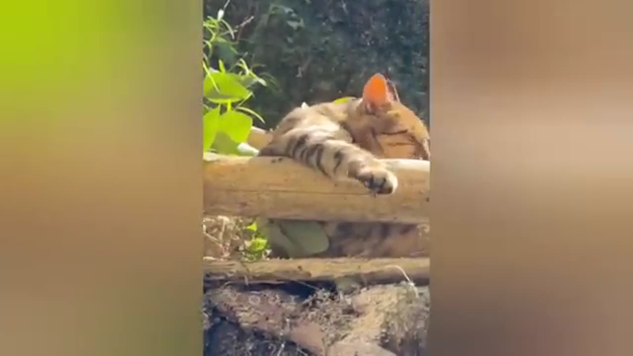 20 minutes of adorable cats and kittens videos to keep you smiling