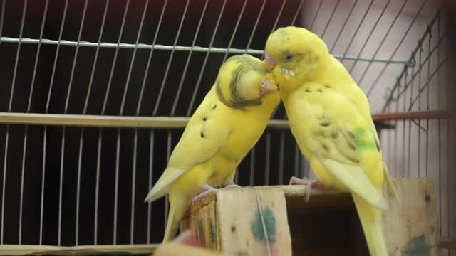 Lovebirds beautiful