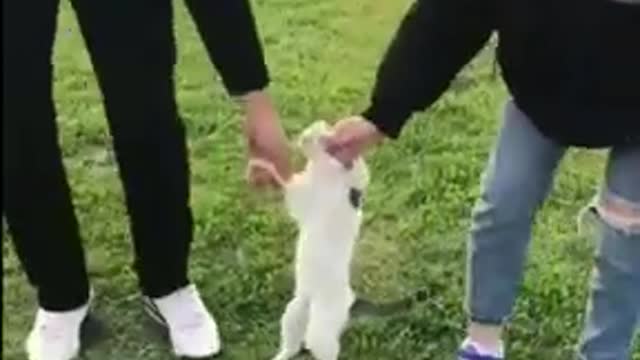 Cats and dogs _ cats meowing _ cats funny videos #shorts