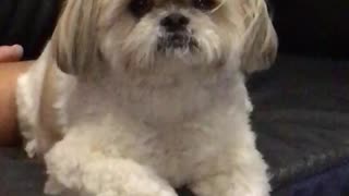 White dog sitting wind blowing in hair