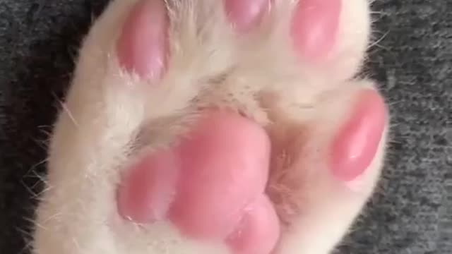 Cute Hand Cat | Cute doggies | Cute puppies | Cute puppy in the world..🐕🐕🐕🐕🐕 Cutepuppylover