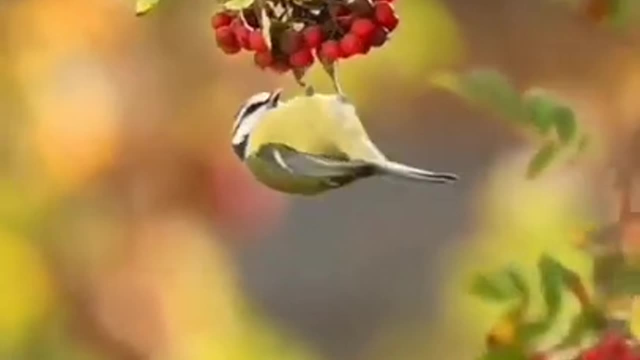 Beautiful birds nature scene 😻