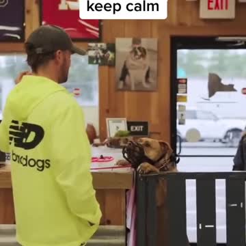 Brain Training for Dogs