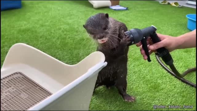 This otter doesn't like that this plastic box is getting spray