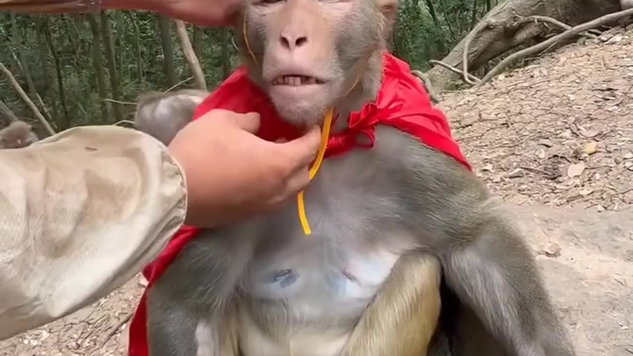 Funny monkey video