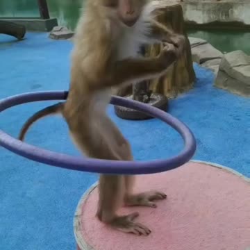 Talented Monkey Playy Circus