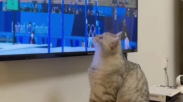 Cat video 😺🐈