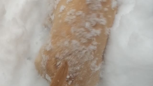 Fisher Goes Swimming in the Snow