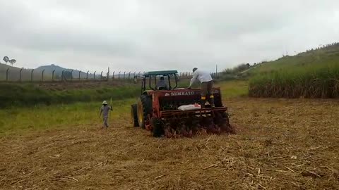 sowing wheat