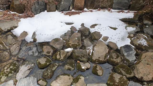 Winter without melting snow, an unknown bird in the city