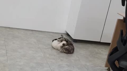 A friend who is so good a cat