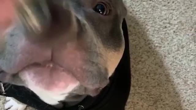 Makeup dog 🐶 💄😂