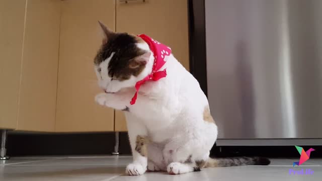 Funny cat videos to keep you soothing