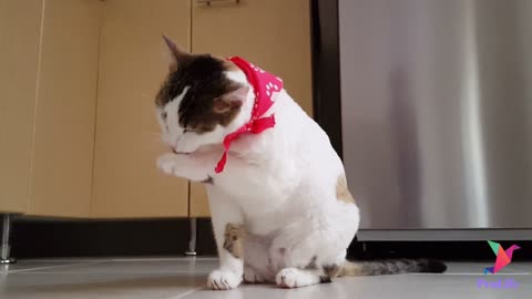 Funny cat videos to keep you soothing