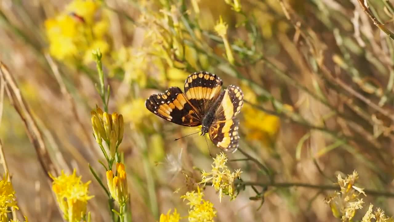 A Yellow Butterfly sucks yellow nectar.