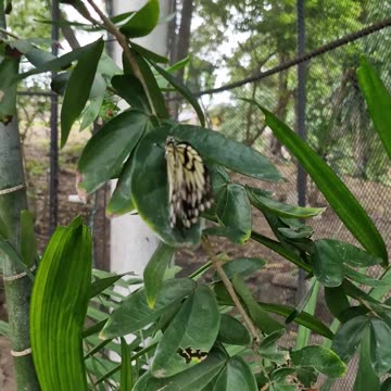 You are greeted by the fluttering of vibrant wings at the Butterfly Sanctuary, Zamboanga City.