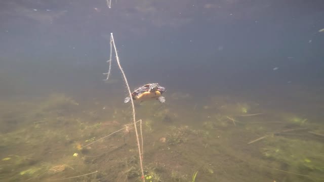 Curious Turtle