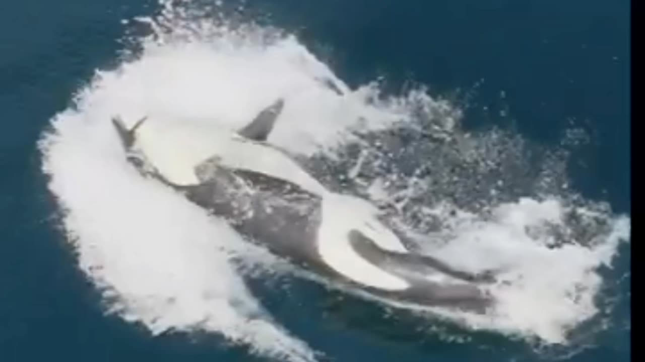 Orca snatches a bird from below!