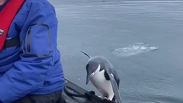 A Penguin jumping into my boat in Antarctica